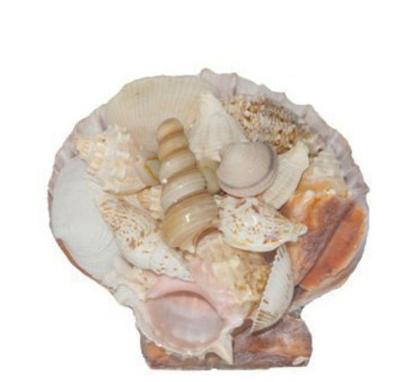 Seashell Basket Mix(White)Medium - MalaysiaSeaShell