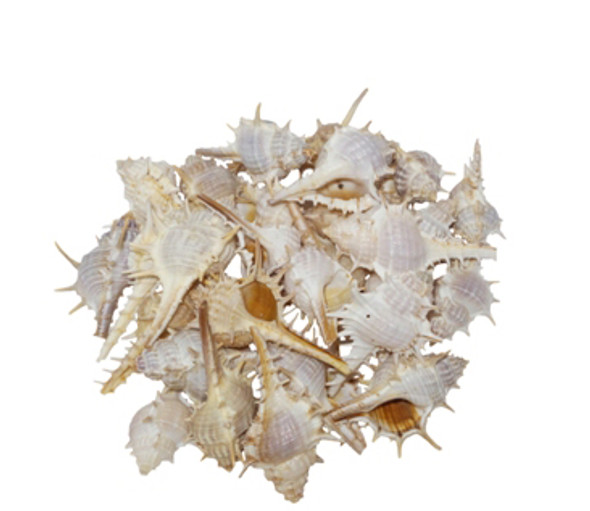 Murex Trappa  Seashell