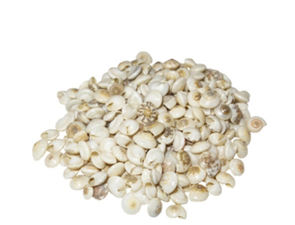 Pearlized Umbonium Seashell- Kilo