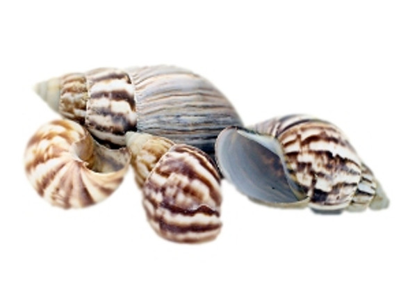 Philippine Land Snail Seashell