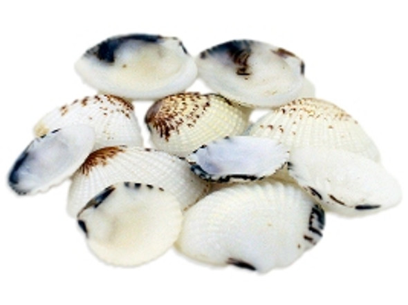 Venus Clam Seashells 