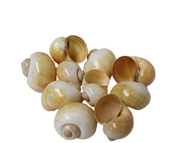 Polished Yellow Snail Seashells