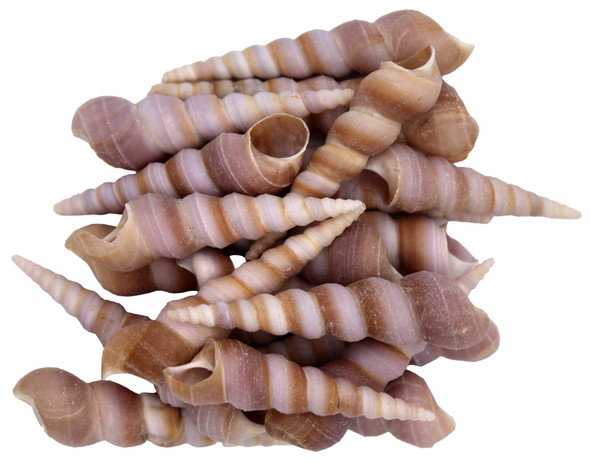 Purple Turitella Seashells (Assorted) 