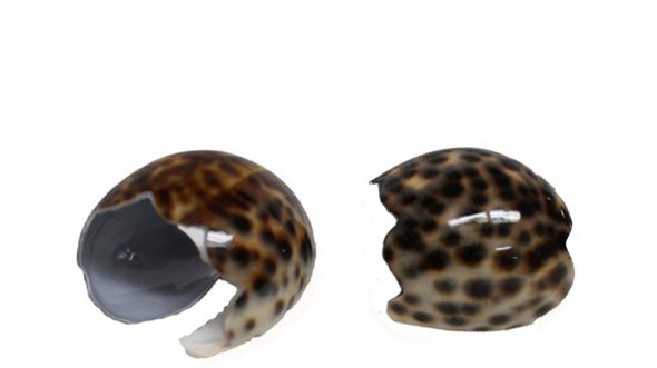 Small Tiger Cowrie Napkin Ring