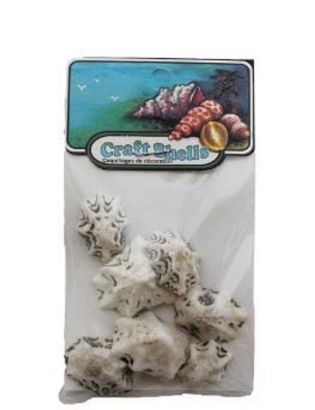 Star Limpet  Seashells- Philippines