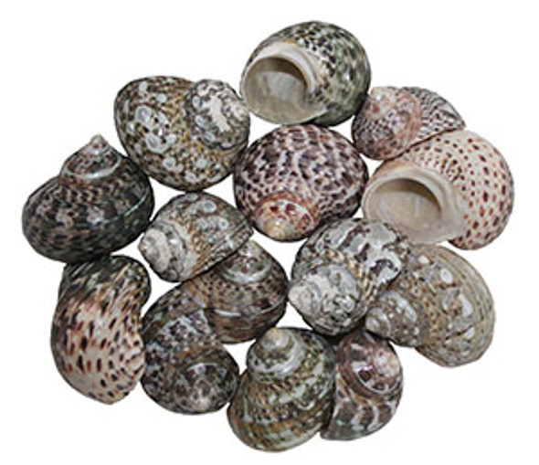 Turbo Stripe Seashells