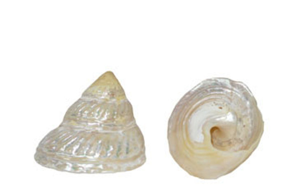 Pearlized Wavy Top Seashell