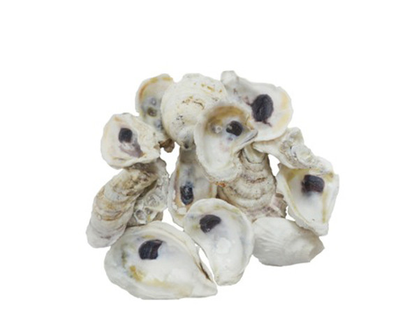 Oyster Seashells