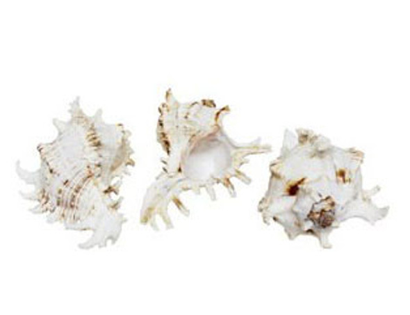 Murex Ramosus Seashells