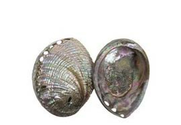 Polished Blue Abalone Seashells