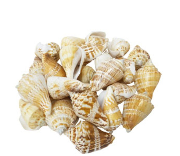 Strombus Marginatus Seashell