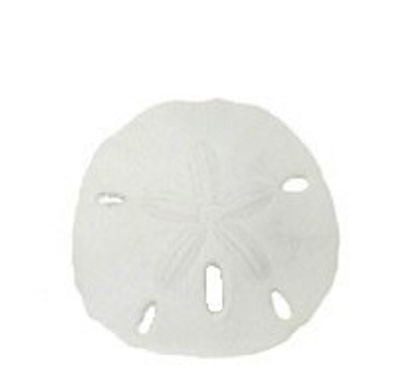 Bulk California Round Pacific Sand Dollars 2-3