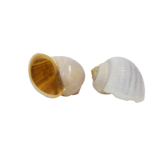 Rice Field Snails Seashells