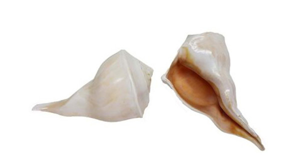 Polished Lightning Whelk