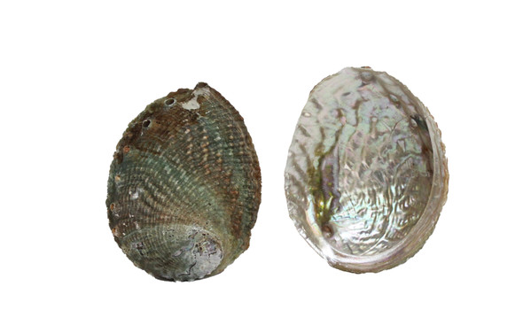 Pink Abalone Seashell