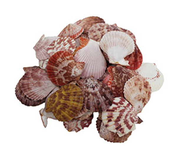 Pecten Noblis - Assorted Colors 