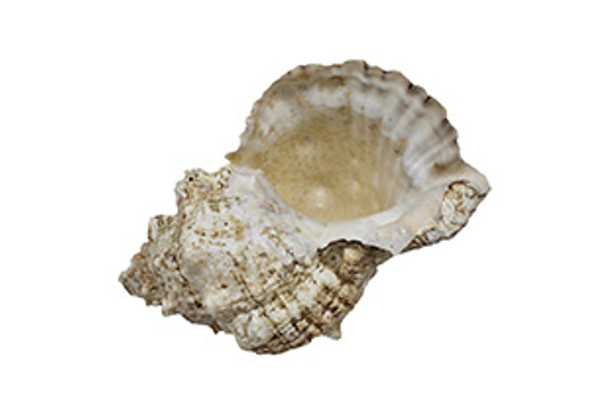Sea Shells - Pre Order – marlofabrics