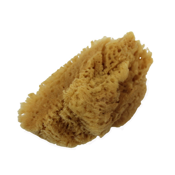 Natural Yellow Sponges Craft Cuts