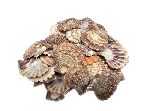 Lion's Paw Scallop Shell, 12x15cm