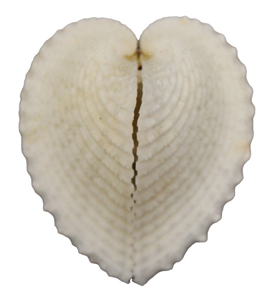 Heart Cockles