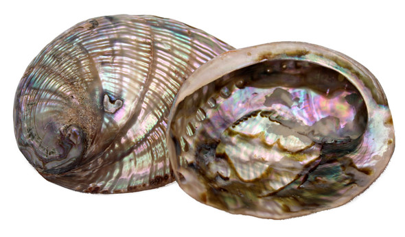 Pol Green Abalone