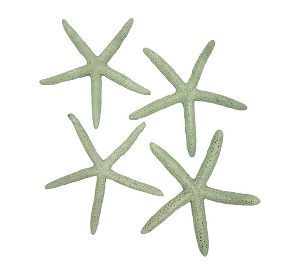 Dyed Lt Green Finger Starfish