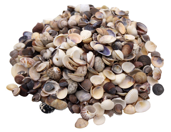 Bulk Clam Shells 