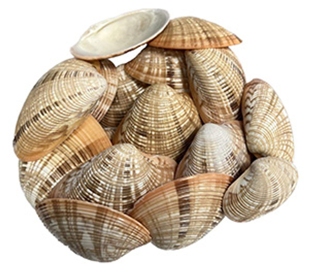 Callista Erycina Seashell