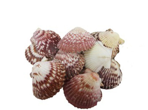 Pink/Purple Pecten Seashells