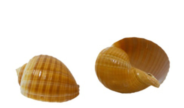 Tonna Galea Seashells 