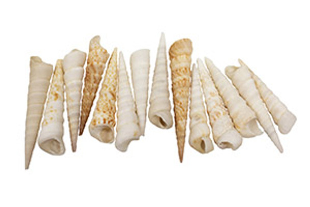 White Auger Seashell 