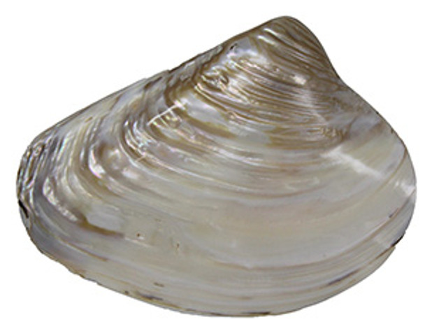 Pearlized Mussel Halves