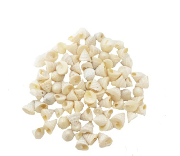 Pearlized Trochus Fenestratus Seashells