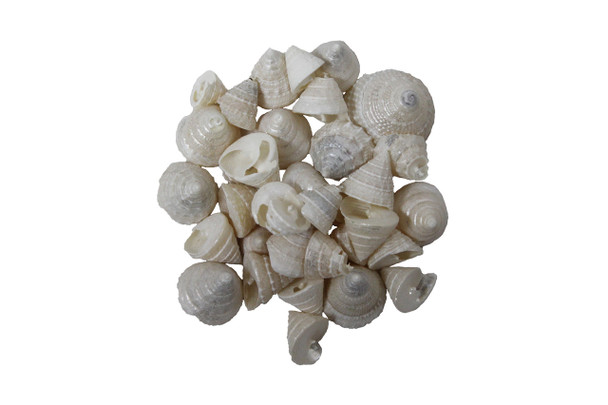  Pearlized Trochus Fenestratus Seashells