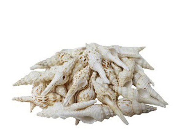 Fusinus Nicobaricus Seashells