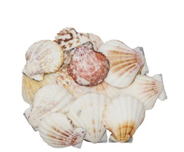 Pecten Vexillium Seashells-Kilo