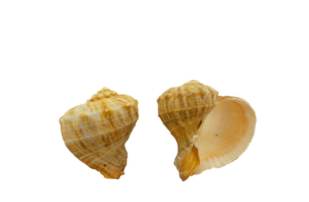 Drilled Rapana Rapiformis Seashells