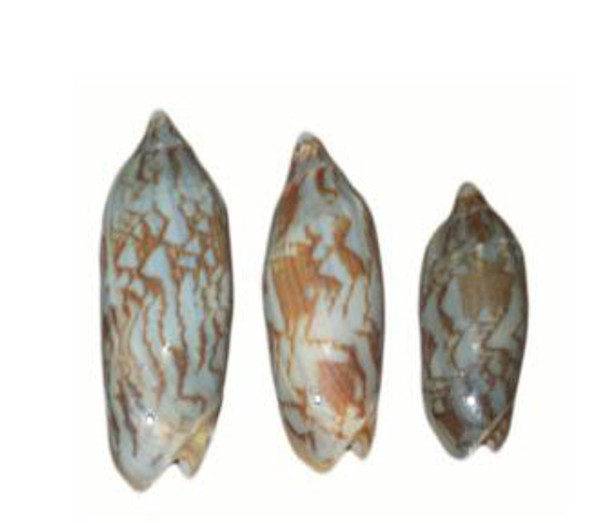 Drilled Voluta Vispertillo Seashells 