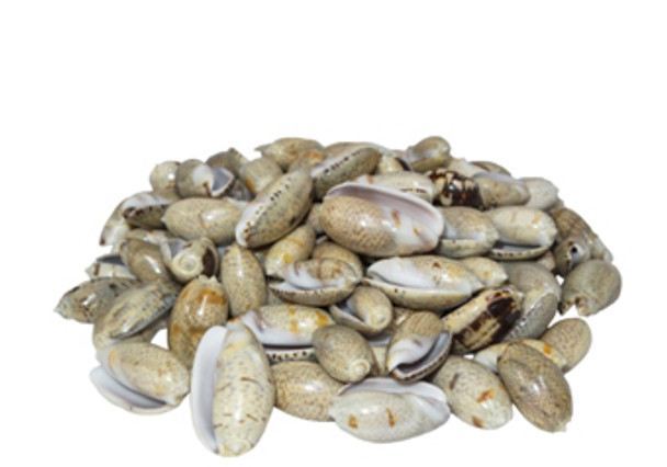 Olive Seashells 