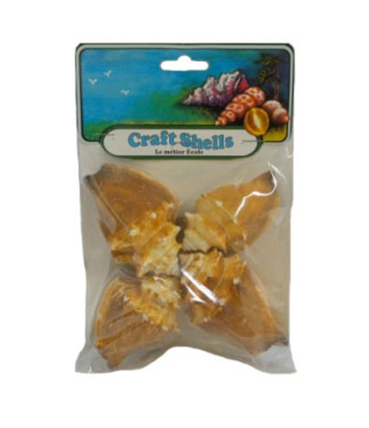 Fighting Conch Seashell - Craft Pack