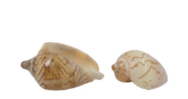 Polished Voluta Nobilis Seashell