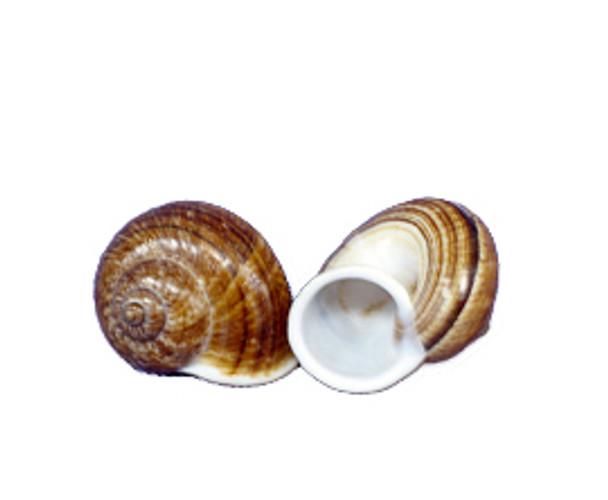 Mountain Brown Snail Seashell