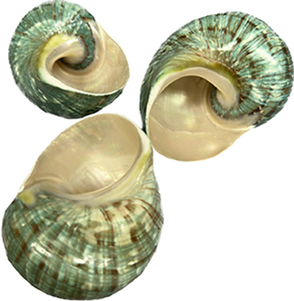 Natural Jade Turbo Seashell