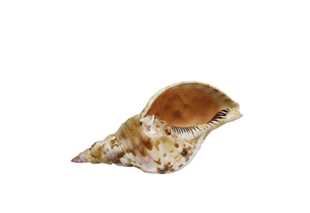 Pacific Triton Seashell