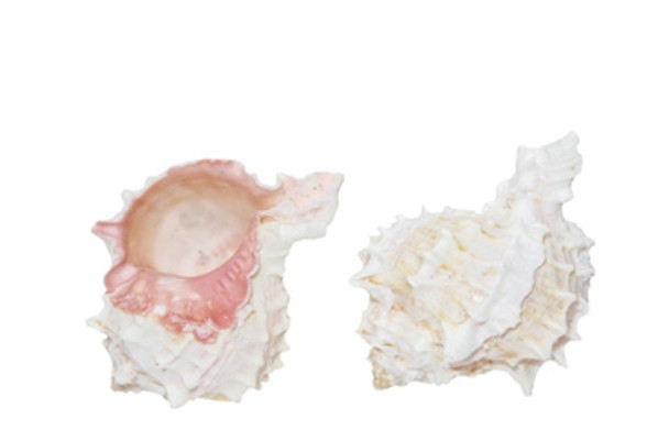 Pink Murex Seashell