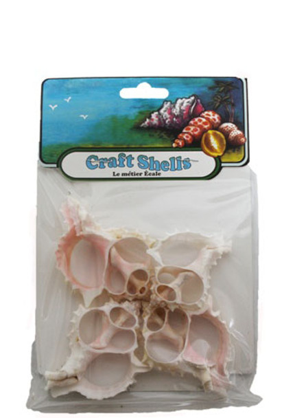 Pink Murex Seashell Slices 