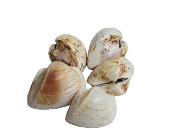 Polished Cardium Seashells 