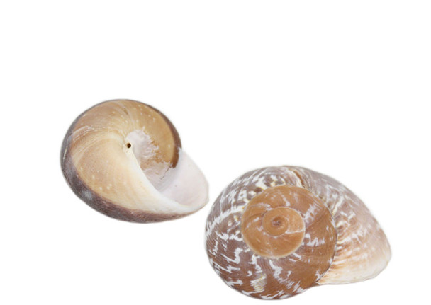Ryssota Quarassi Seashells