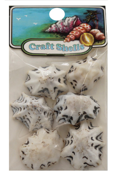 Star Limpet  Seashells