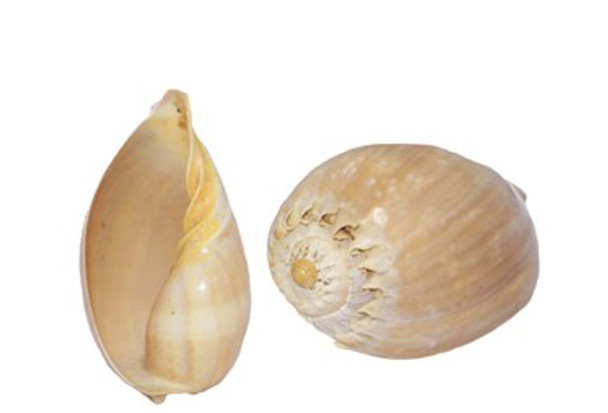 Polished Melo Diadema Seashell